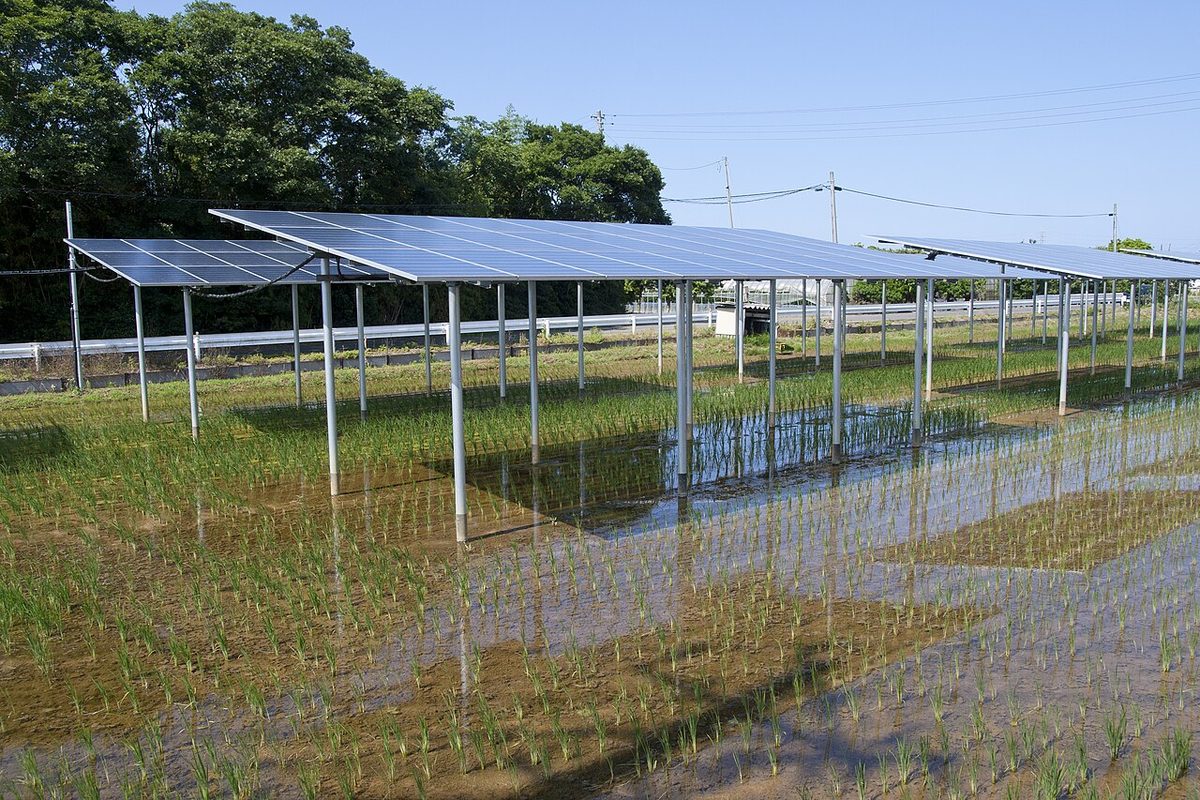 Location de terrain agricole pour champ photovoltaïque, panneaux surélevés au-dessus de cultures